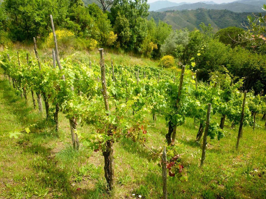 Benvenuti Nel Sud Panzió Sessa Cilento Kültér fotó