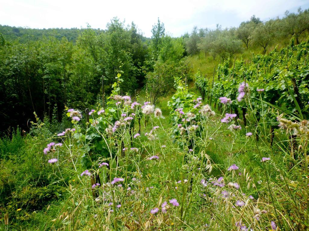 Benvenuti Nel Sud Panzió Sessa Cilento Kültér fotó